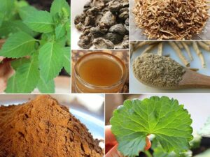 Ayurvedic Medicine Manufacturers in Gujarat