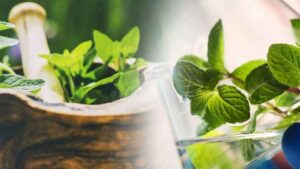 Top Ayurvedic PCD Companies in India