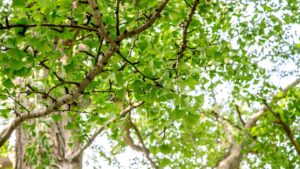 ginkgo biloba medicine manufacturers