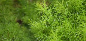 shatavari capsule manufacturers